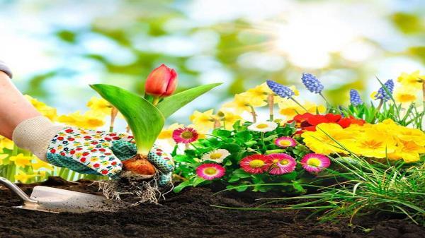 بیش از سه میلیون نشاء گل های بهاری کاشته می گردد