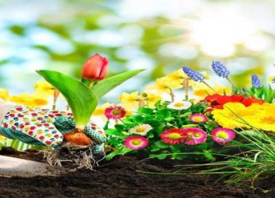بیش از سه میلیون نشاء گل های بهاری کاشته می گردد